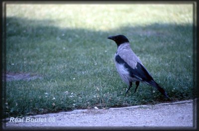 Corneille mantele (Hooded Crow)