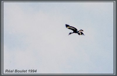 Calao bicorne (Great-pied Hornbill)