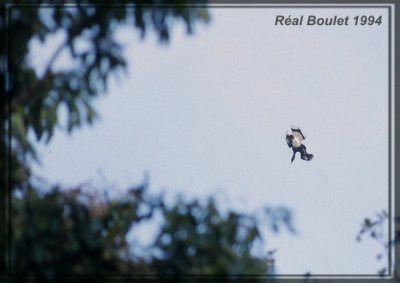 Calao bicorne (Great-pied Hornbill)