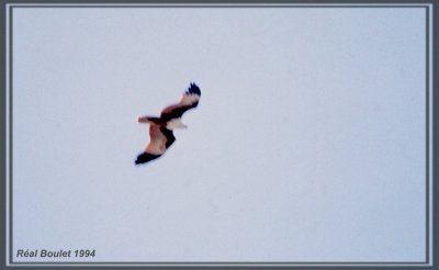 Milan sacr (Brahminy Kite)