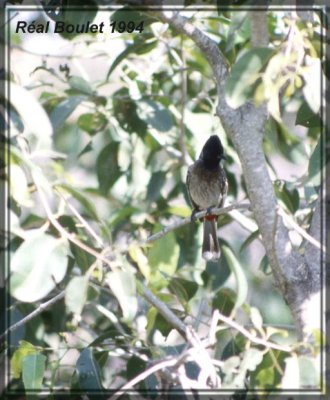 Bulbul  ventre rouge (Red-vented Bulbul)