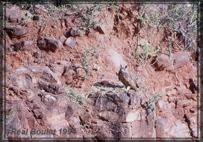 Grand-duc indien (Eagle Owl)