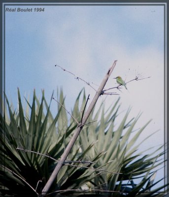 Gupier d'Orient (Green Bee-eater)