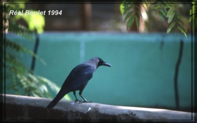 Corbeau familier (House Crow)