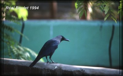 Corbeau familier (House Crow)