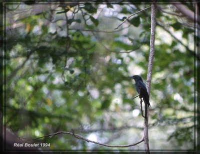 Drongo royal (Black Drongo)