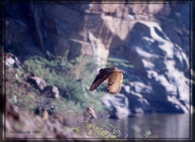 Grand-duc indien (Eagle Owl)