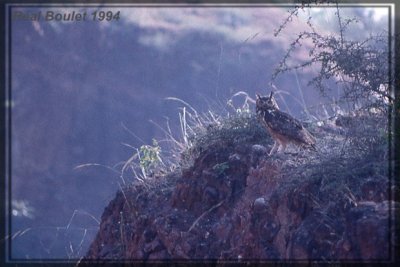 Grand-duc indien (Eagle Owl