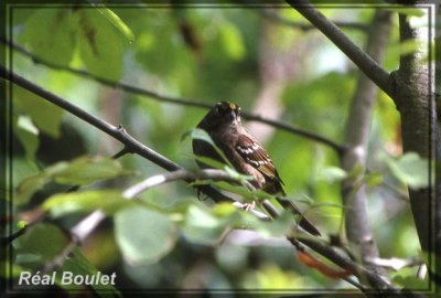 Bruant  couronne dore (Golden-crowned Sparrow)