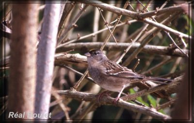 Bruant  couronne dore (Golden-crowned Sparrow)