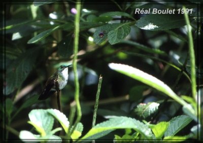 Ariane  poitrine blanche (White-chested Emerald)