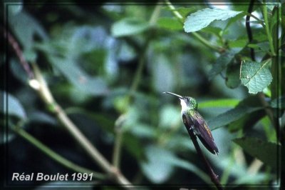 Ariane  poitrine blanche (White-chested Emerald)