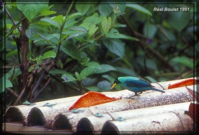 Guit-Guit meraude (Green Honeycreeper)