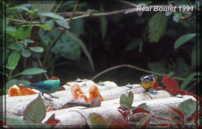 Guit-Guit meraude (Green Honeycreeper)