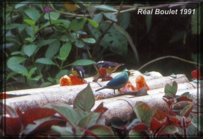 Guit-Guit meraude (Green Honeycreeper)