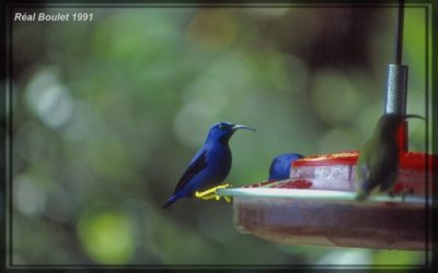 Guit-guit crulen (Purple Honeycreeper)