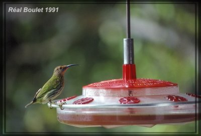 Guit-guit crulen (Purple Honeycreeper)