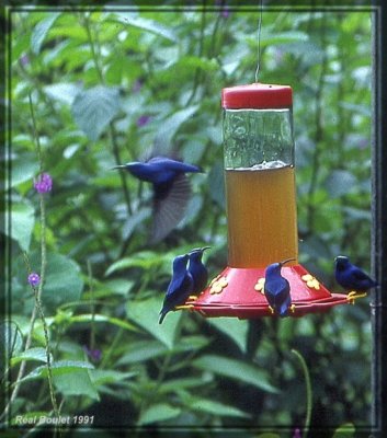 Guit-guit crulen (Purple Honeycreeper)