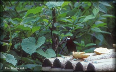 Tangara  bec argent (Silver-beaked Tanager)
