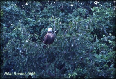 Buse  tte blanche (Black-collared Hawk)