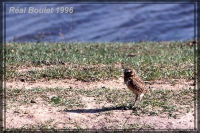 Chevche des terriers (Burrowing Owl)