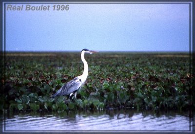 Hron cocoi (White-necked Heron)