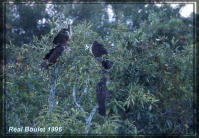 Hoazin hupp (Hoatzin)