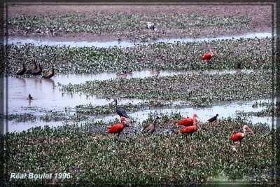 Ibis rouge (Scarlet Ibis)
