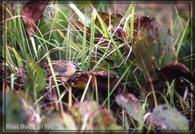 Marouette  sourcils blancs (Yellow-vreasted Crake)