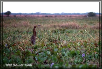 Onor ray (Rufescent Tiger-Heron)