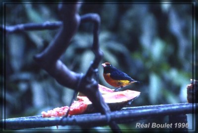 Organiste  ventre roux (Rufous-bellied Euphonia)