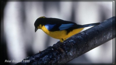 Tangara somptueux (Blue-shouldered Mountain-tanager) 