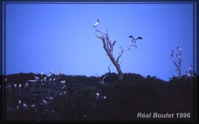 Tantale d'Amrique (Wood Stork)
