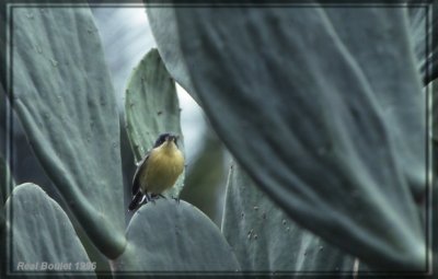 Todirostre familier (Common Tody-Flycatcher)