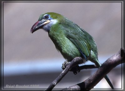 Toucanet  bec sillon (Groove-billed Toucanet)