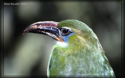 Toucanet  bec sillon (Groove-billed Toucanet)