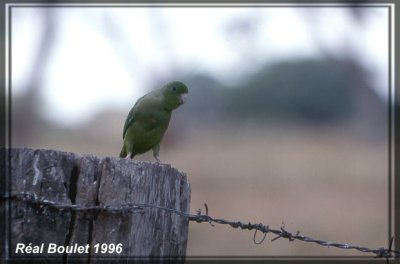 Toui t (Green-rumped Parrotlet)