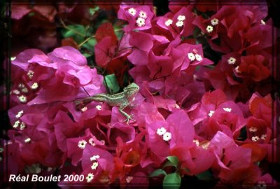 Lzard et bougainvillier