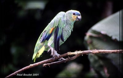 Amazone aourou (Orange-winged Parrot)