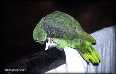 Amazone poudre (Mealy Parrot)