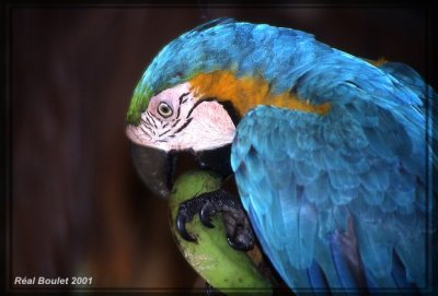 Ara bleu (Blue and Yellow Macaw)