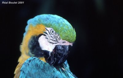Ara bleu (Blue and Yellow Macaw)
