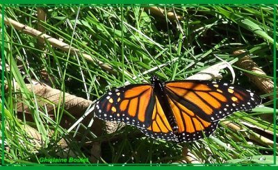 Monarque - Danaus plexippus 