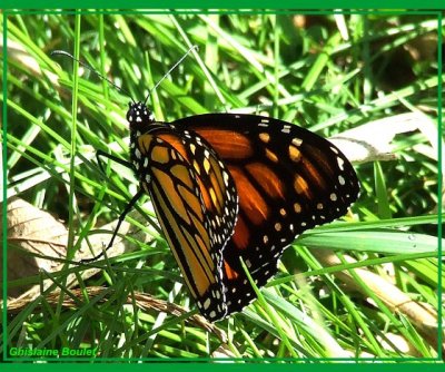 Monarque - Danaus plexippus 