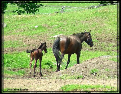 Chevaux