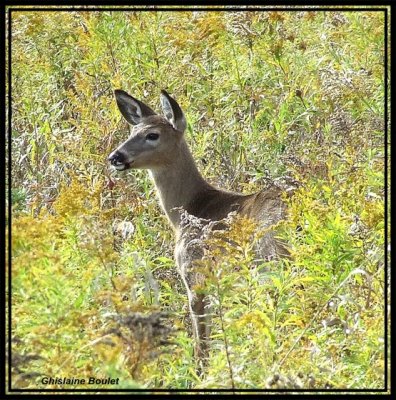 Cerf de Virginie 