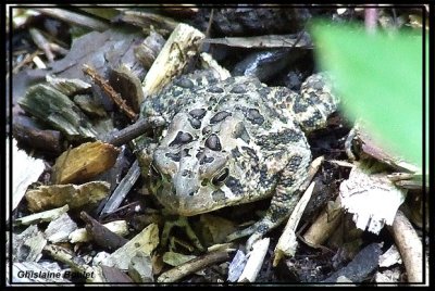 Crapaud d'Amrique