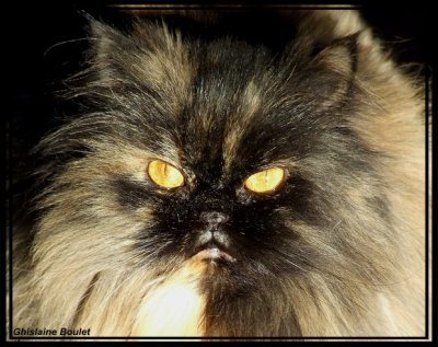Notre chatte Praline