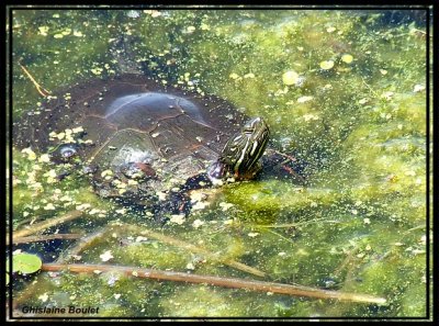 Tortue peinte