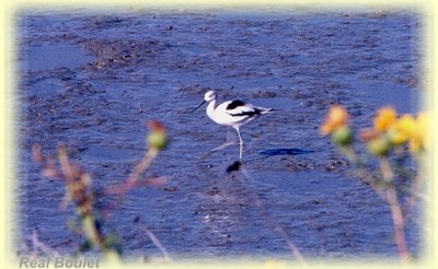 Avocette d'Amrique (American Avocet)